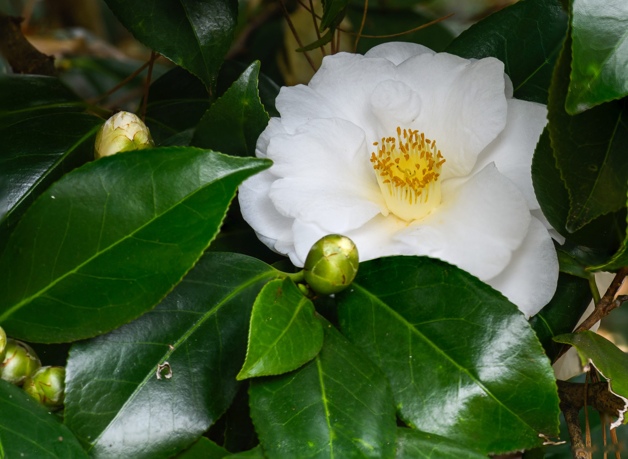 The white camellia — thornless and scentless — was the flower Chanel chose as her emblem. Image: Wikimedia Commons.